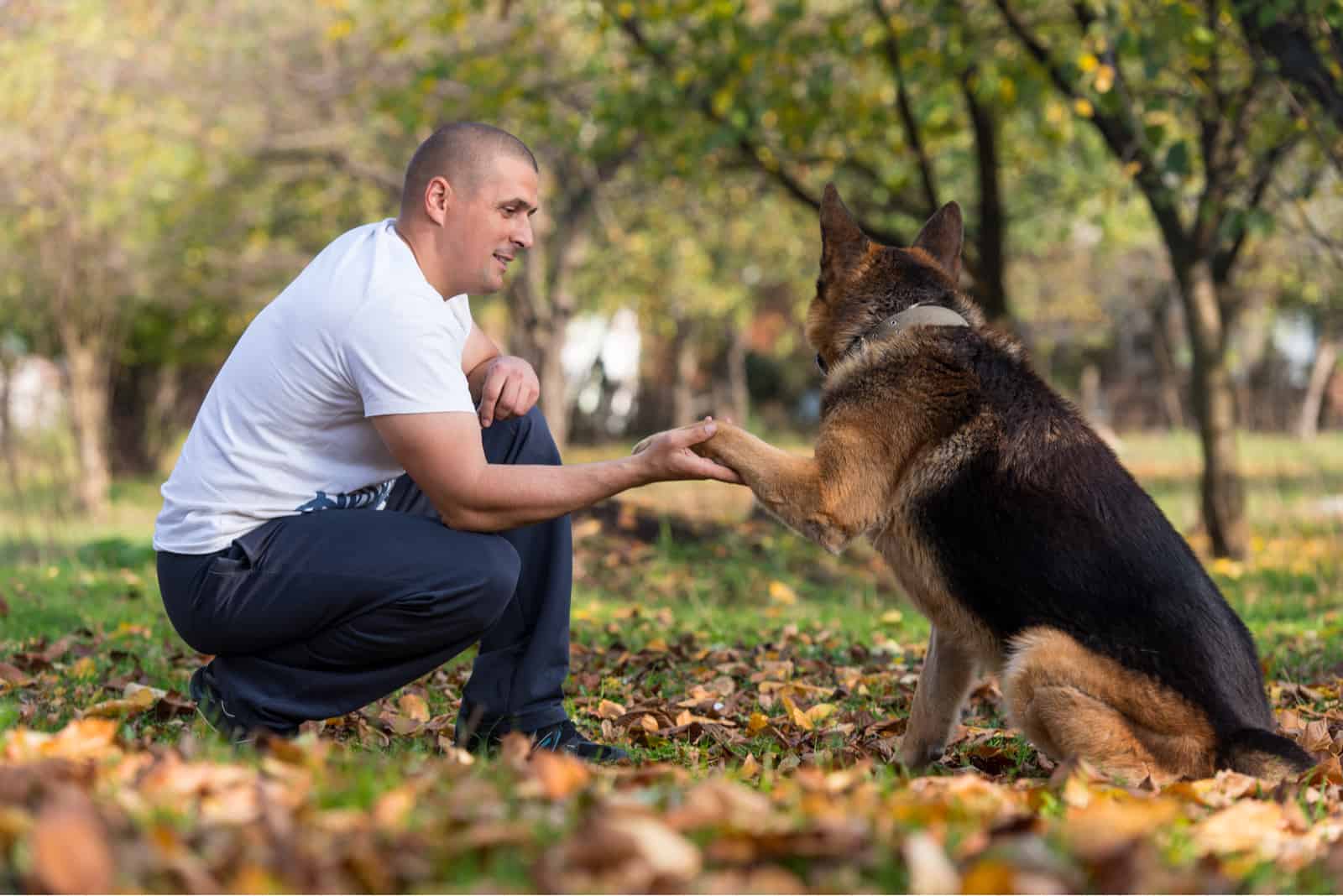 a German Shepherd is playing with the owner