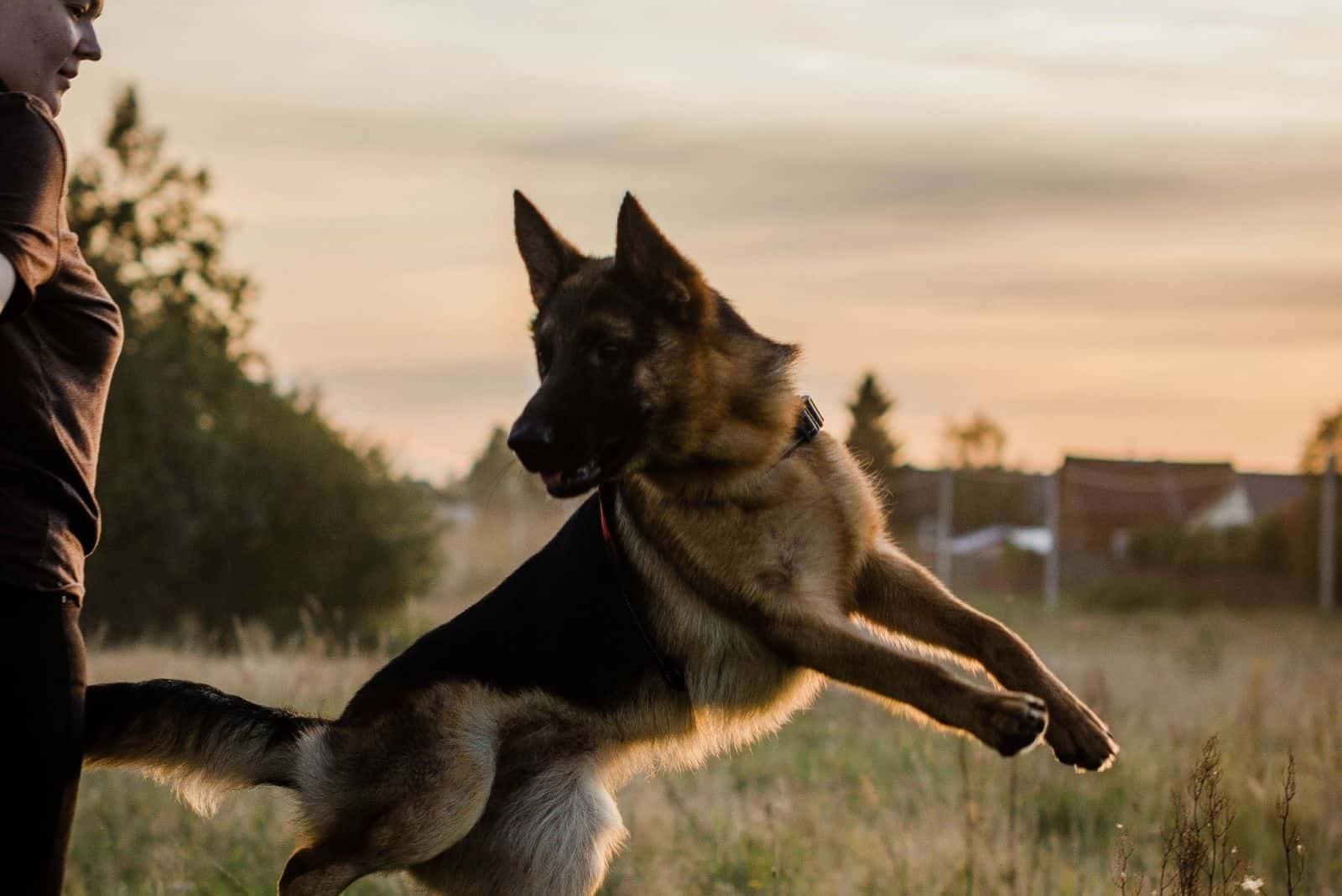 a woman trains a German Shepherd dog