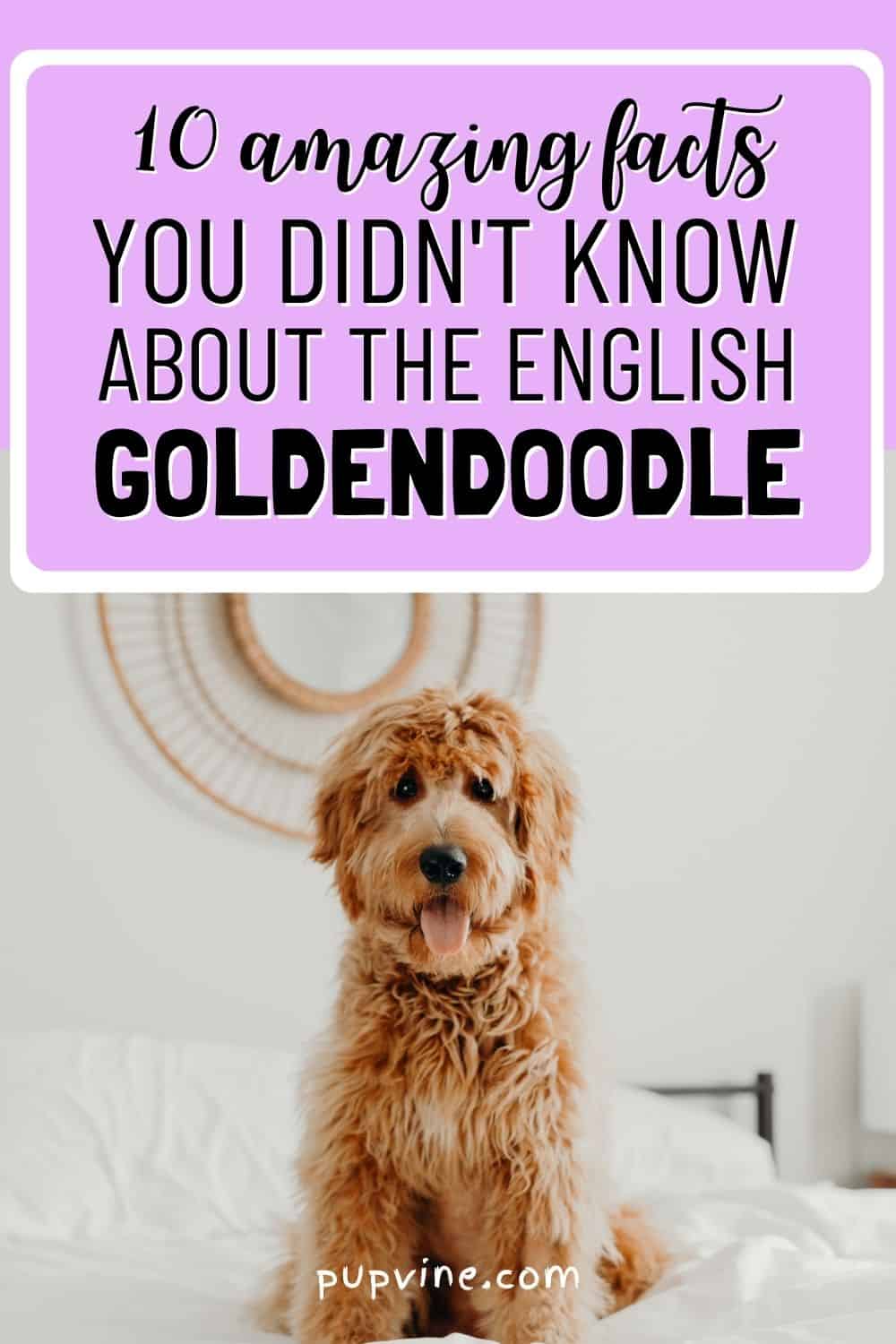 10 AMAZING FACTS YOU DIDN'T KNOW ABOUT THE ENGLISH GOLDENDOODLE 