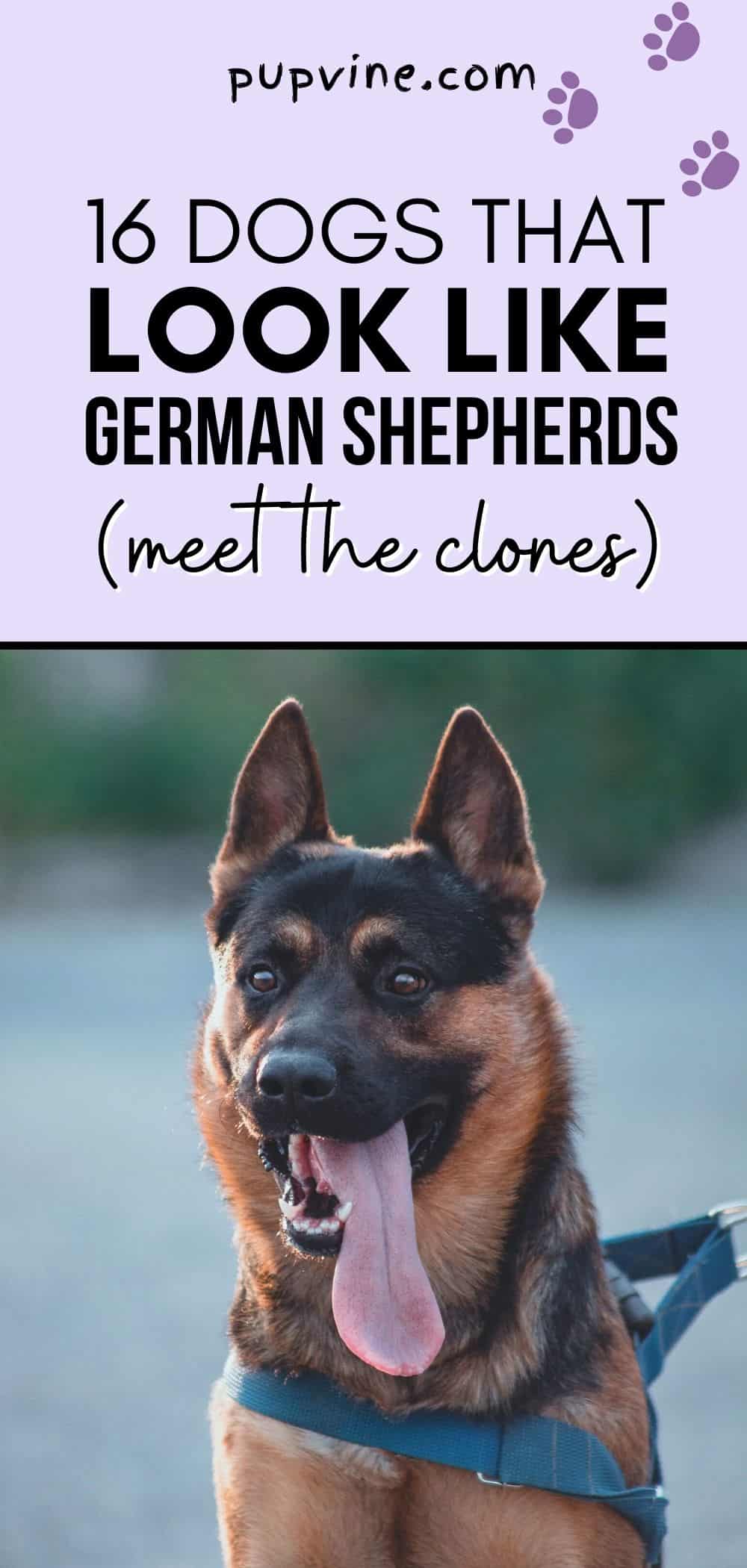 16 Dogs That Look Like German Shepherds (Meet The Clones)