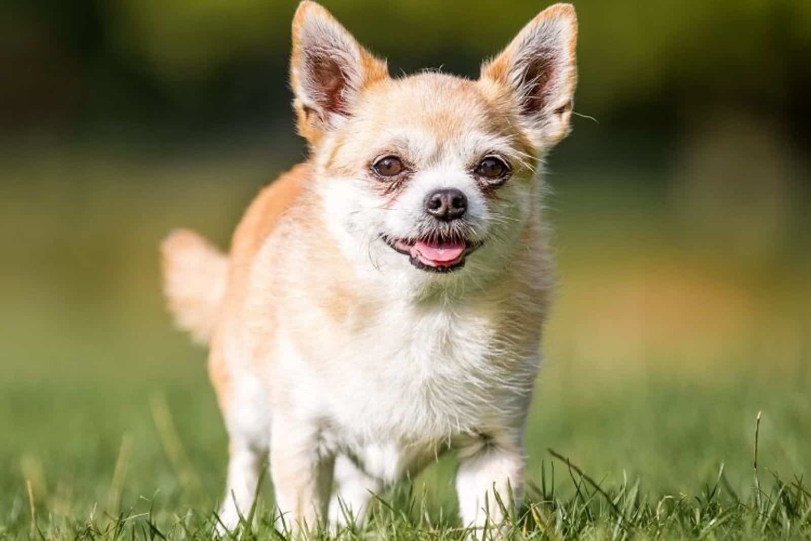 A Chihuahua is standing on the grass