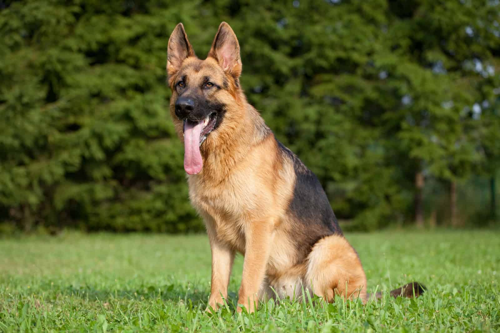 A German shepherd is sitting on the grass