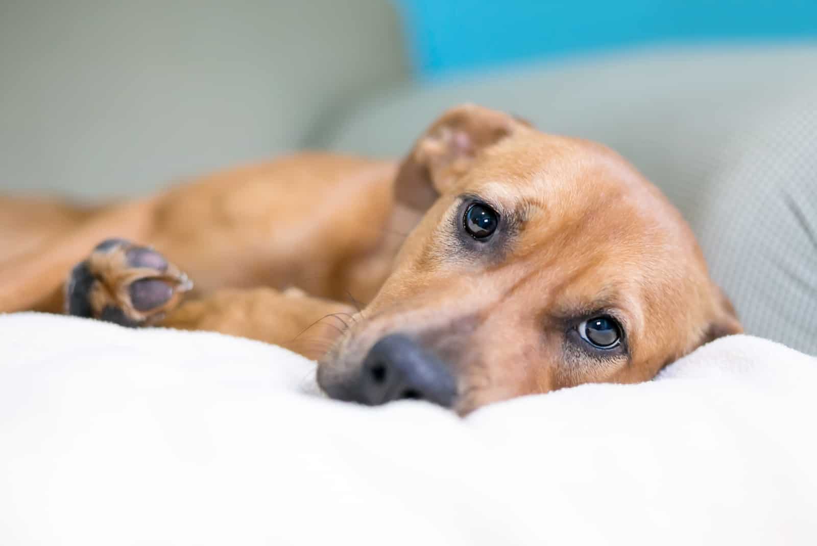 A brown mixed breed dog with a sad expression lying on a couch