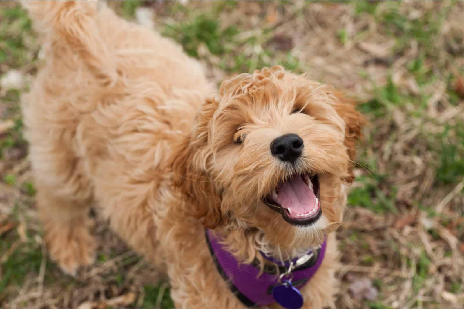 A labradoodle stands in a field