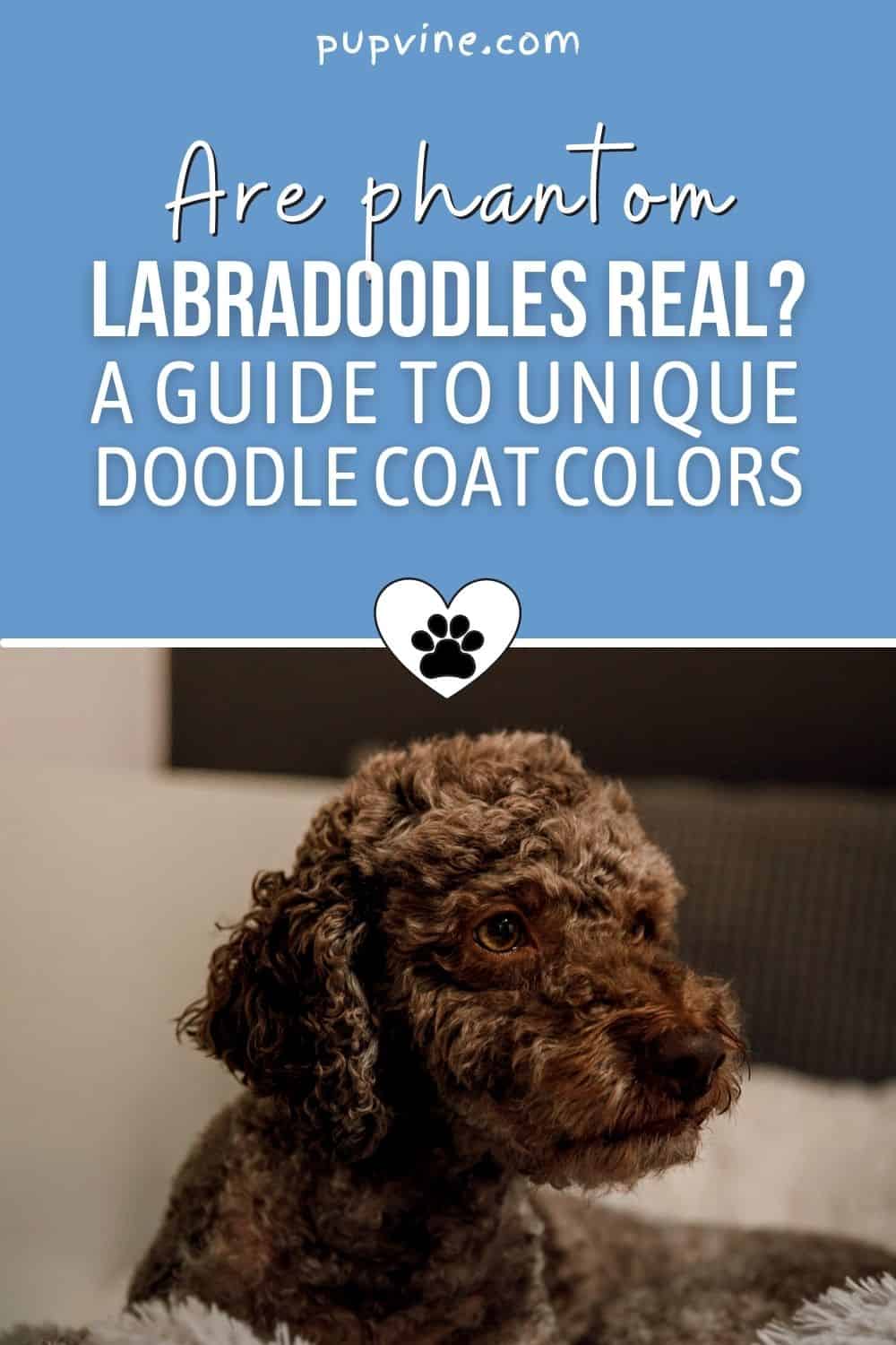 Are Phantom Labradoodles Real? A Guide To Unique Doodle Coat Colors