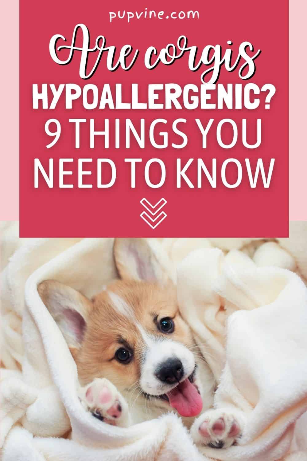 Are Corgis Hypoallergenic? 9 Things You Need To Know