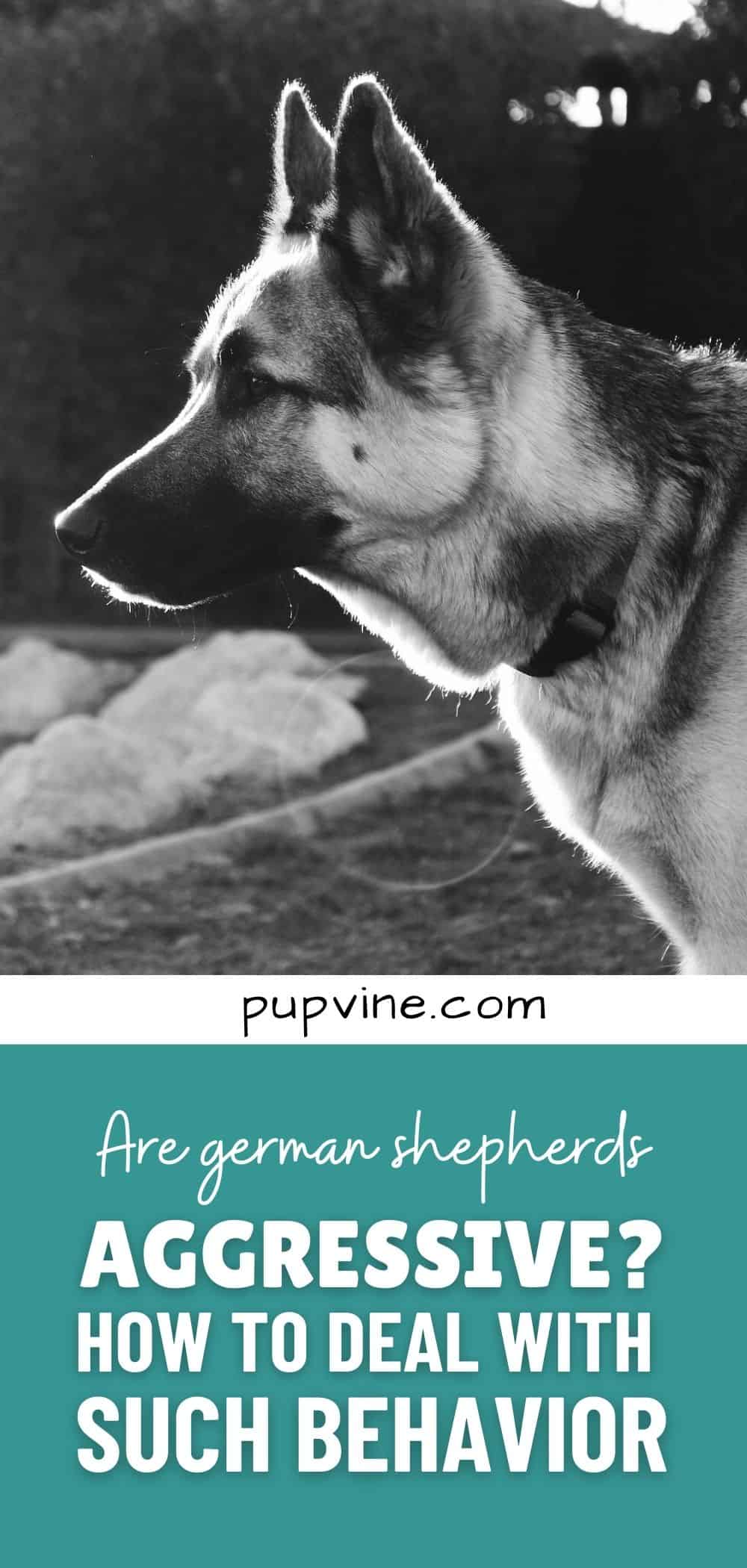 Are german shepherds Aggressive? How To Deal With Such Behavior