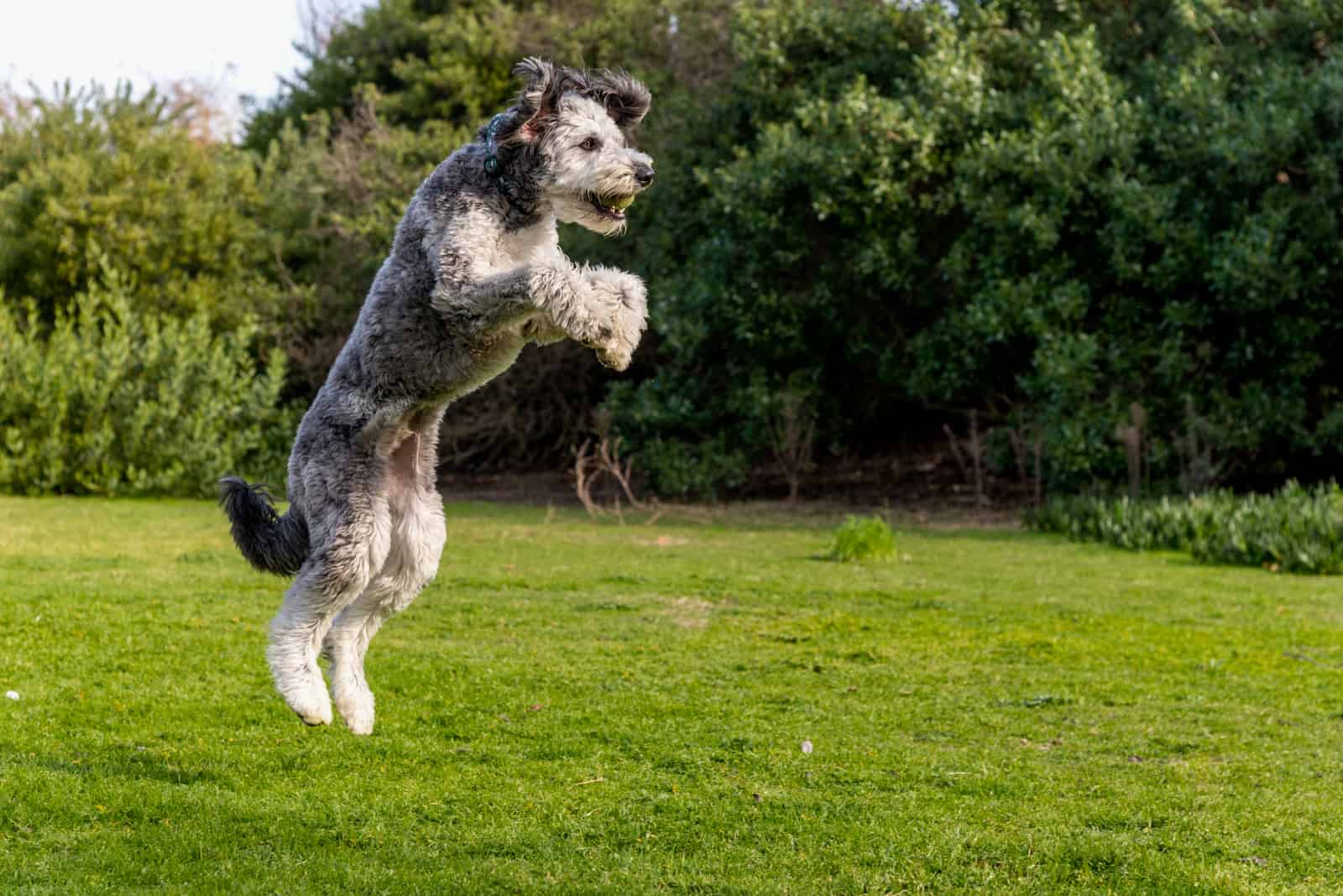 Aussiedoodle puppy playing in park