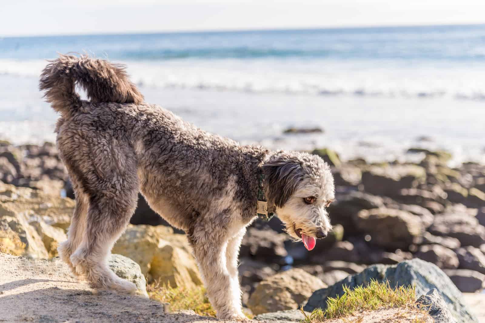 Aussiedoodle puppy playing on beach 