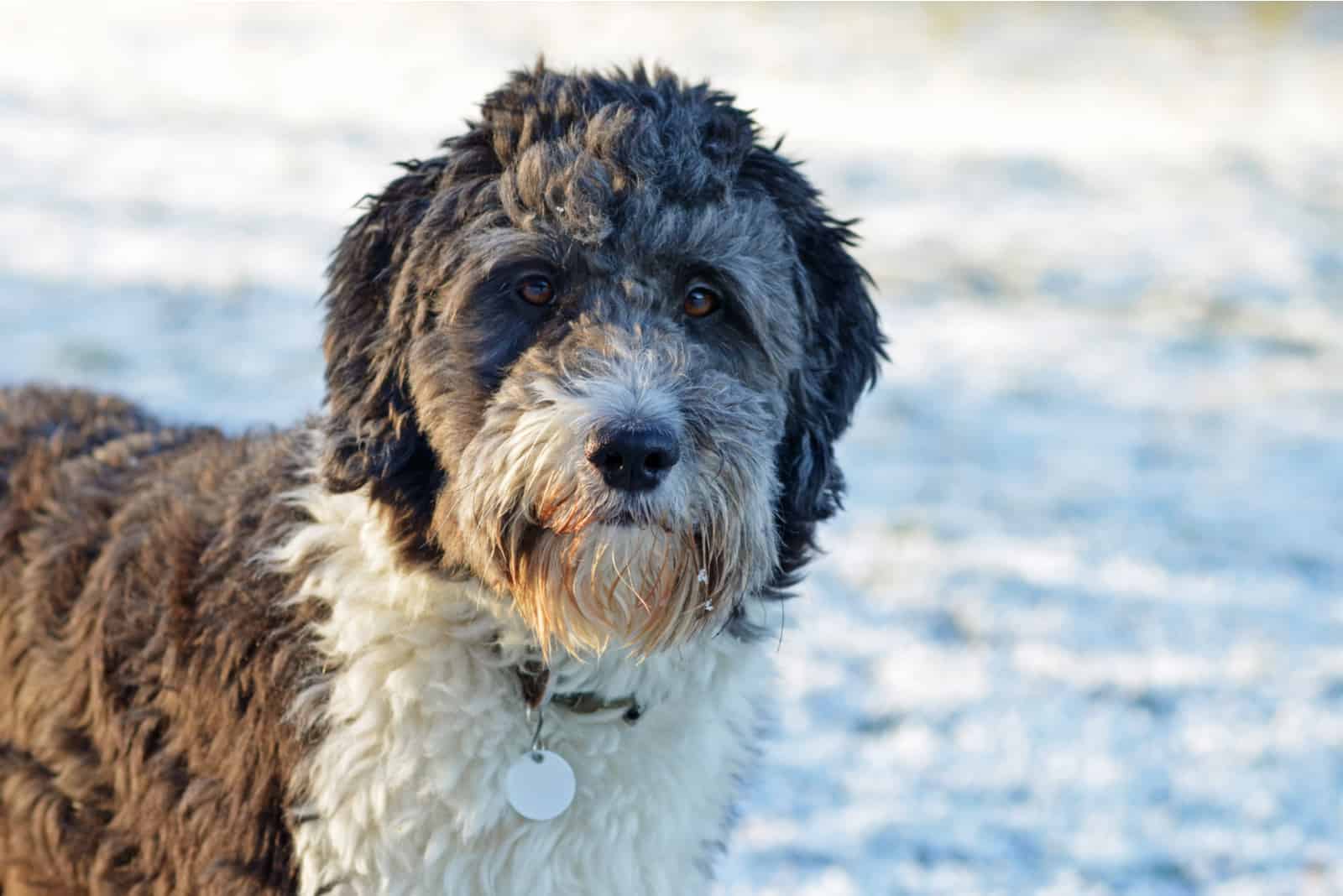 Aussiedoodles stands in the snow and stares ahead