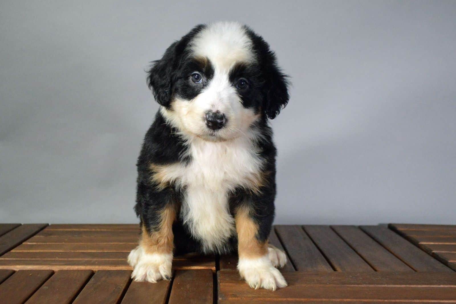 Australian Mountain Doodle puppy sitting