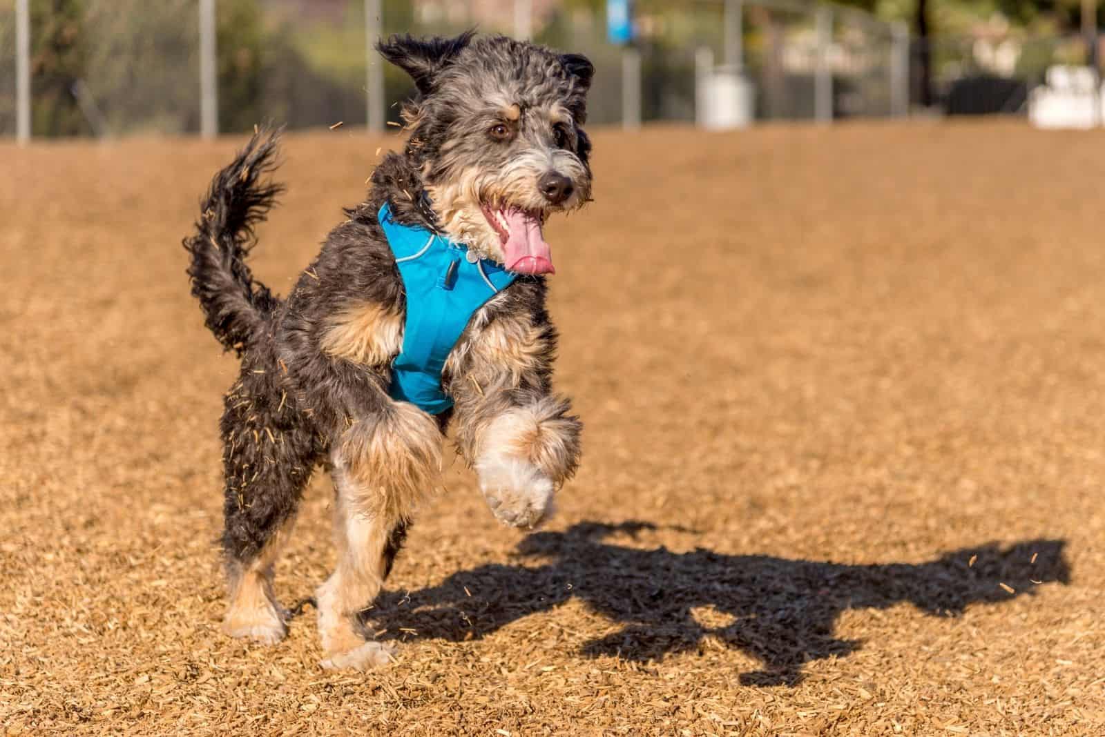 Bernedoodle playing and jumping in park