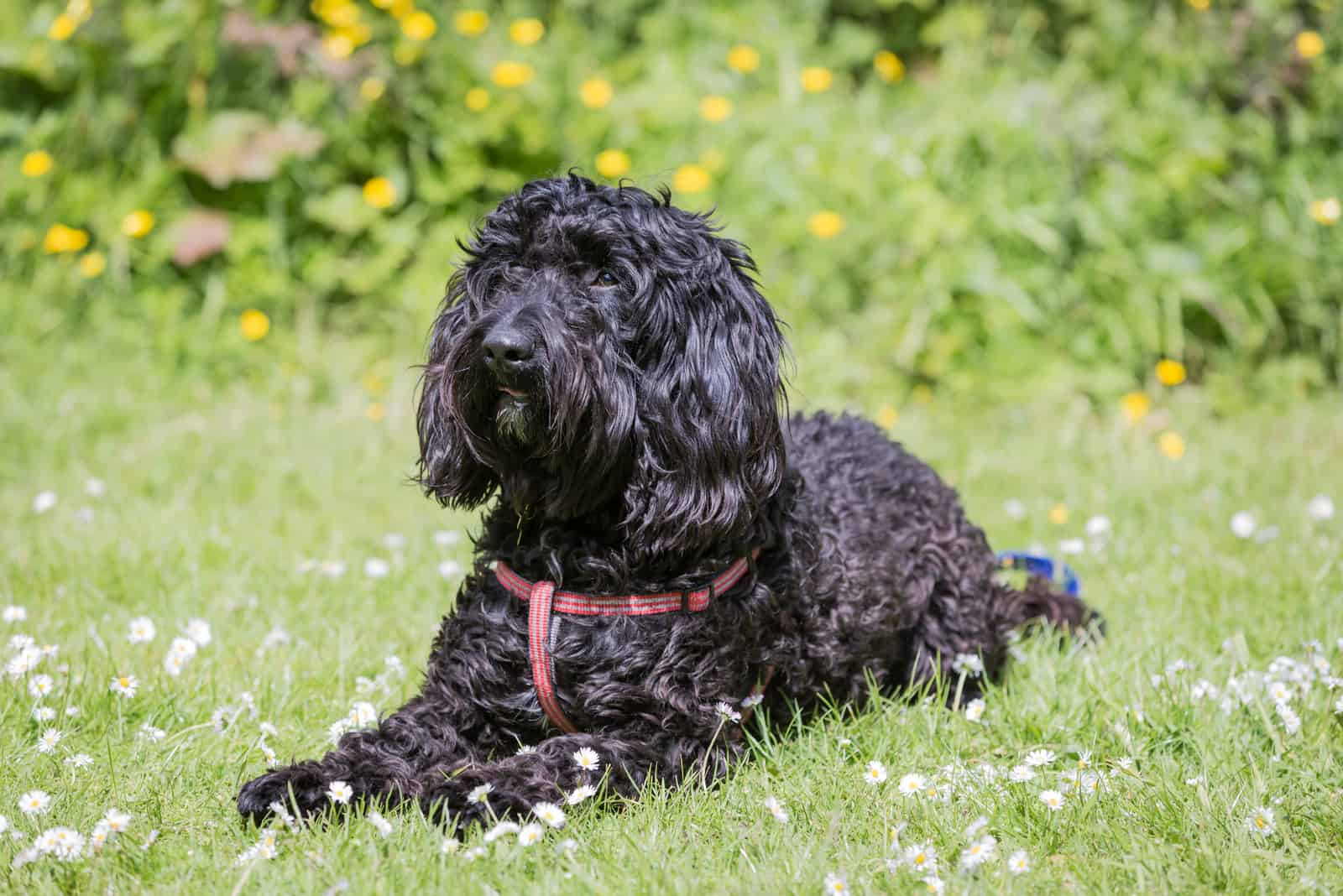 Black Labradoodle lies in the grass and looks at the sky