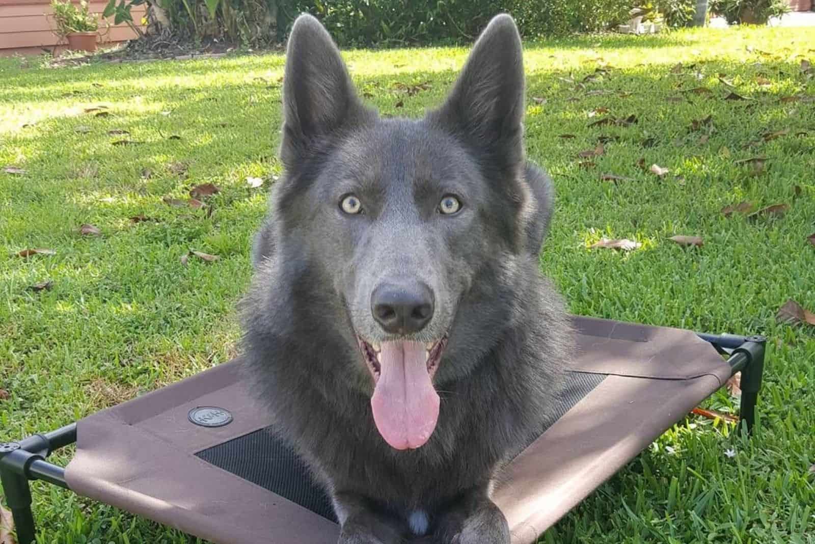 Blue Bay Shepherd is resting