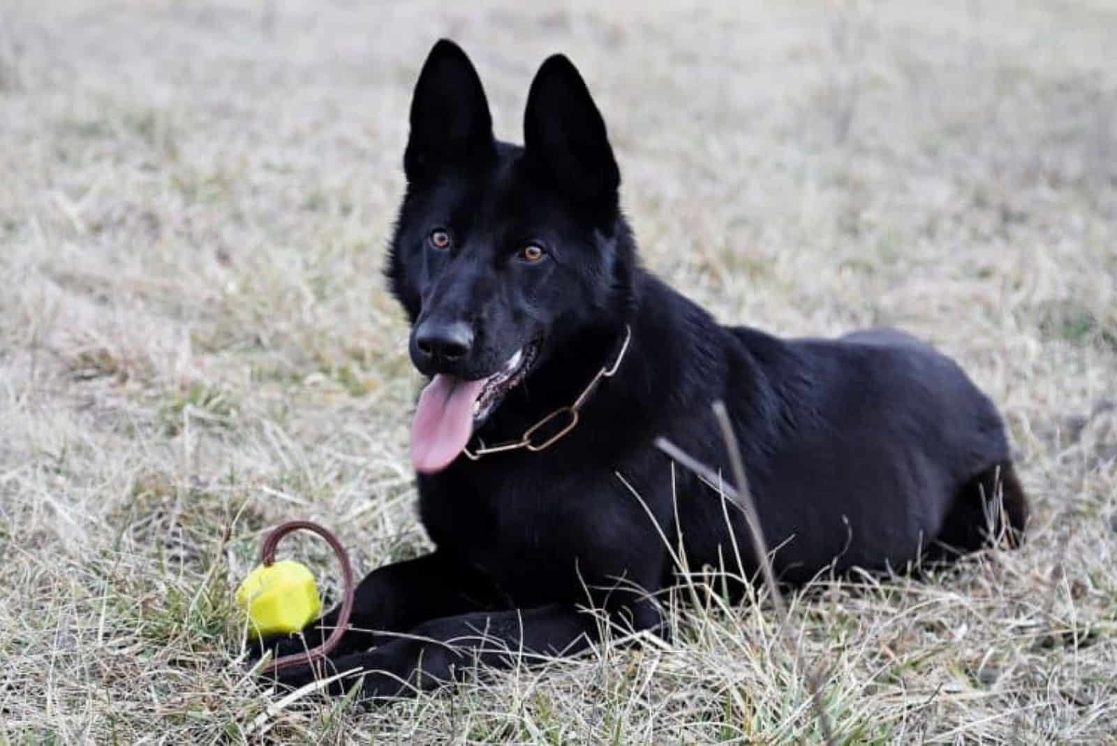 Blue Bay Shepherd rests as he lies in the grass