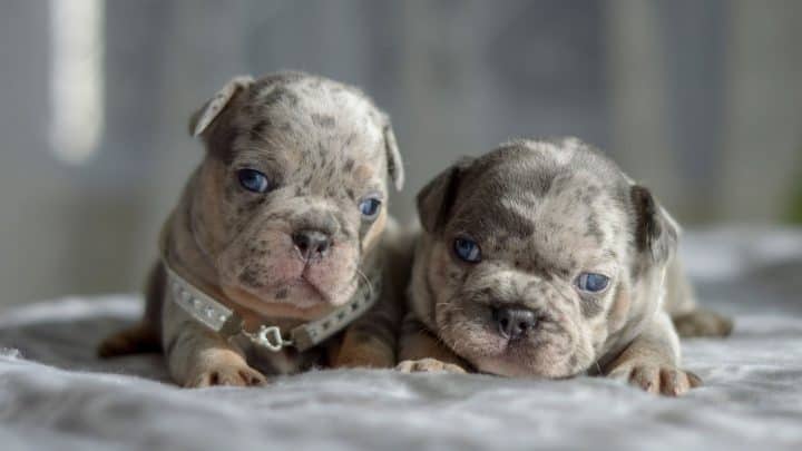 Blue Merle Bulldog Puppies