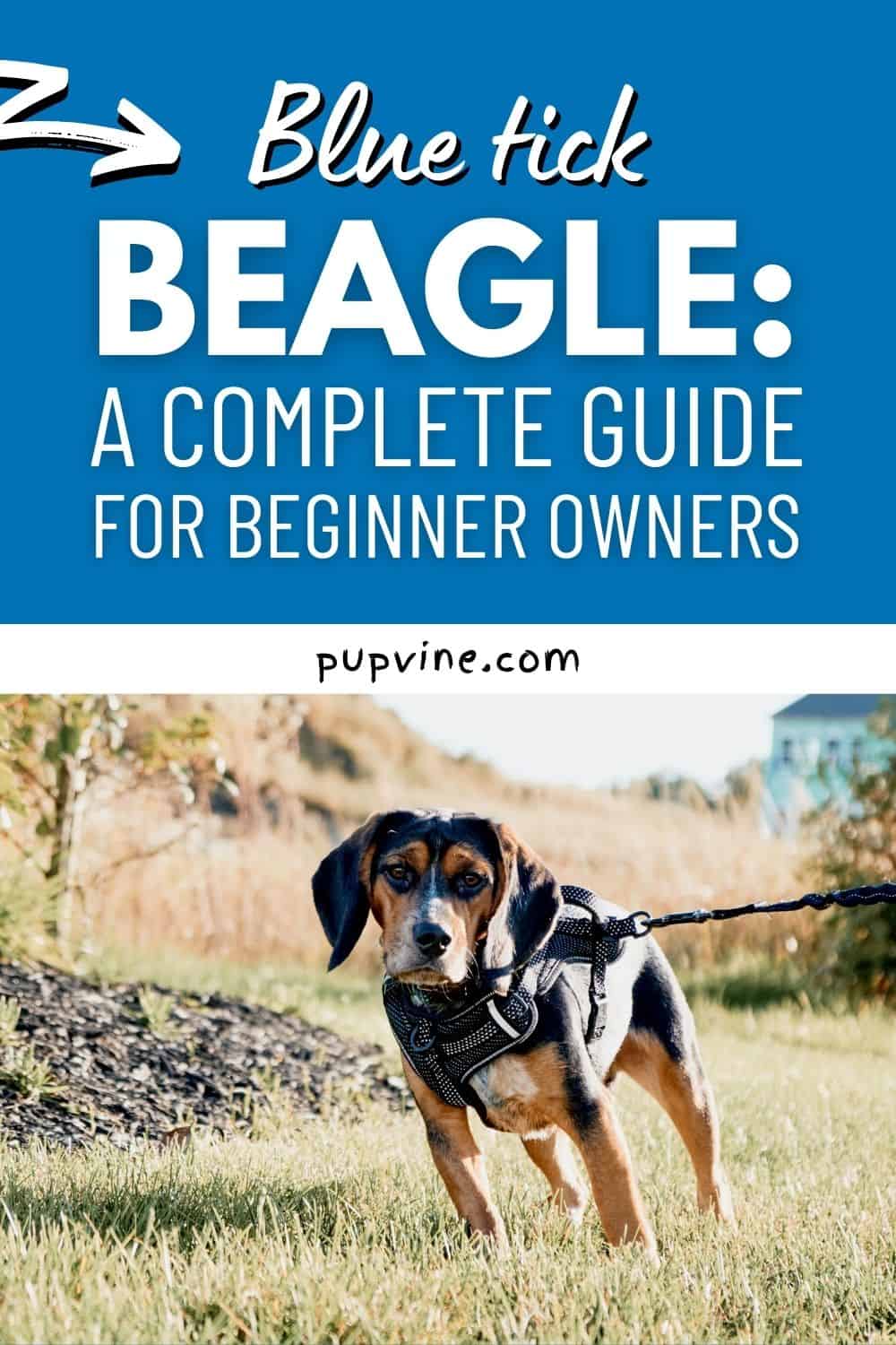 Blue Tick Beagle - A Complete Guide for Beginner Owners