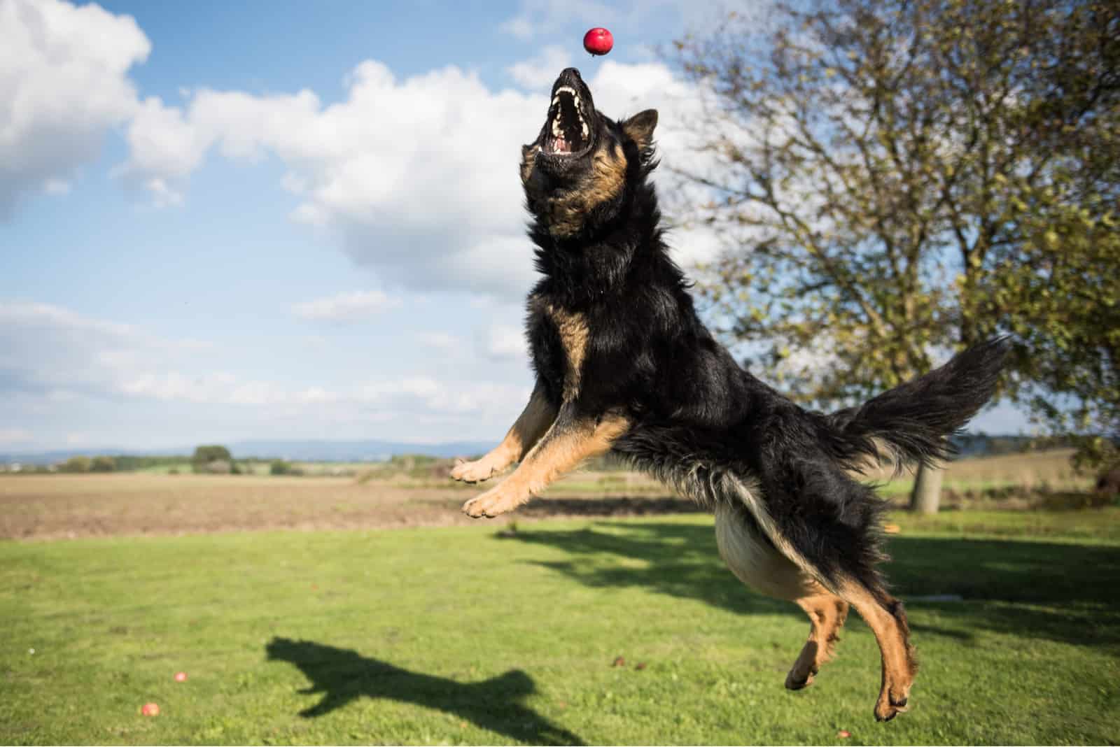 Bohemian Shepherd jumps and catches apples in a garden