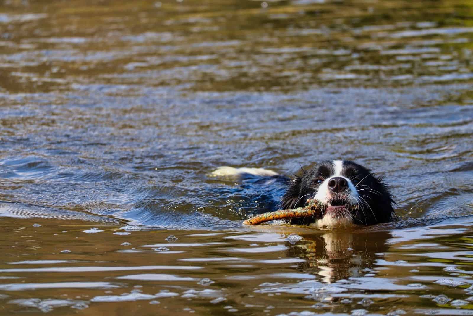 Border Collie Swimming in River With Stick in its Mouth