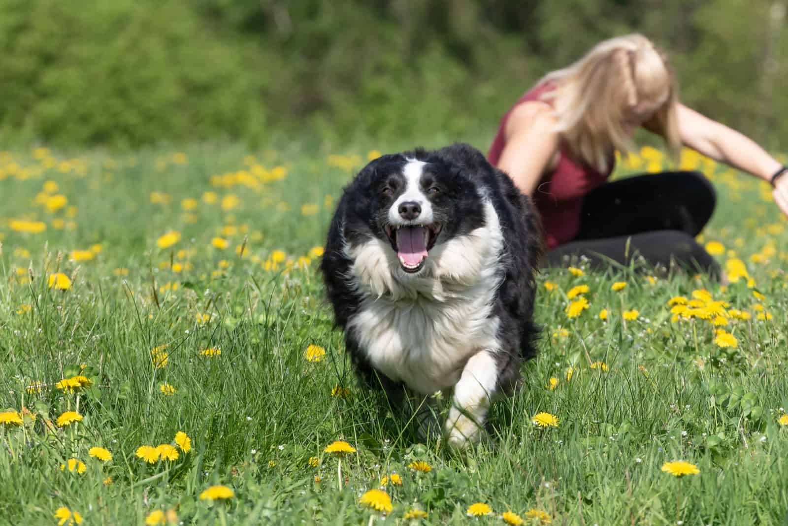 Border Collie runs away from the owner