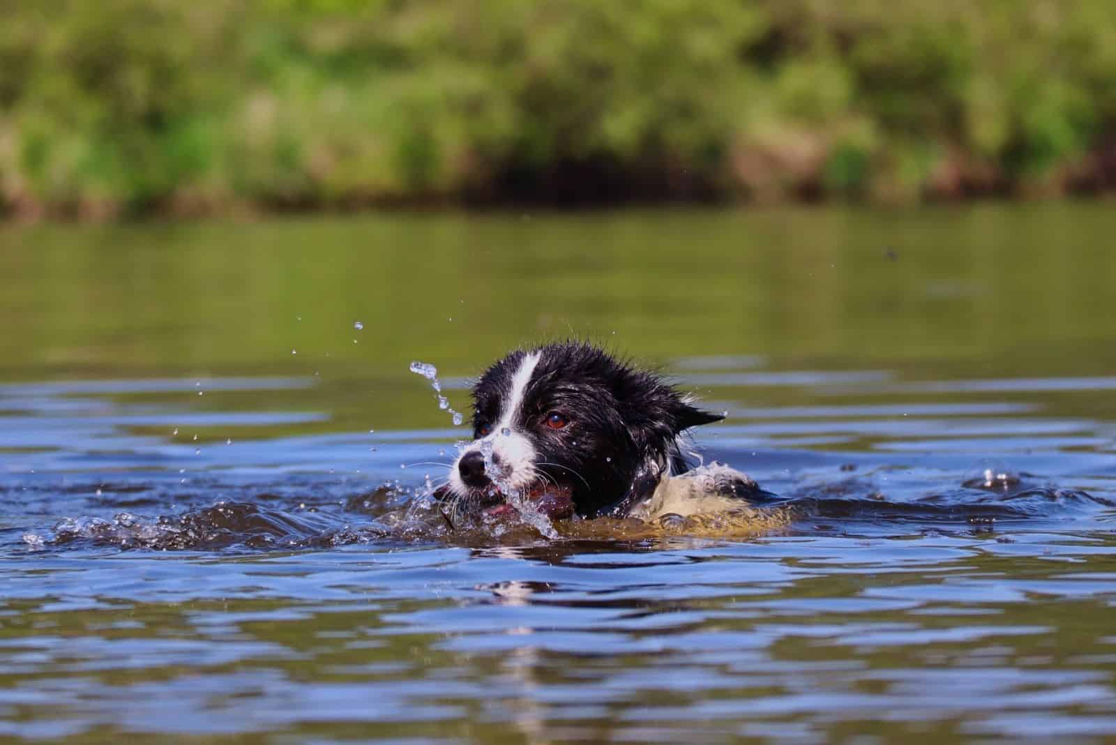 Border Collie swims in the river