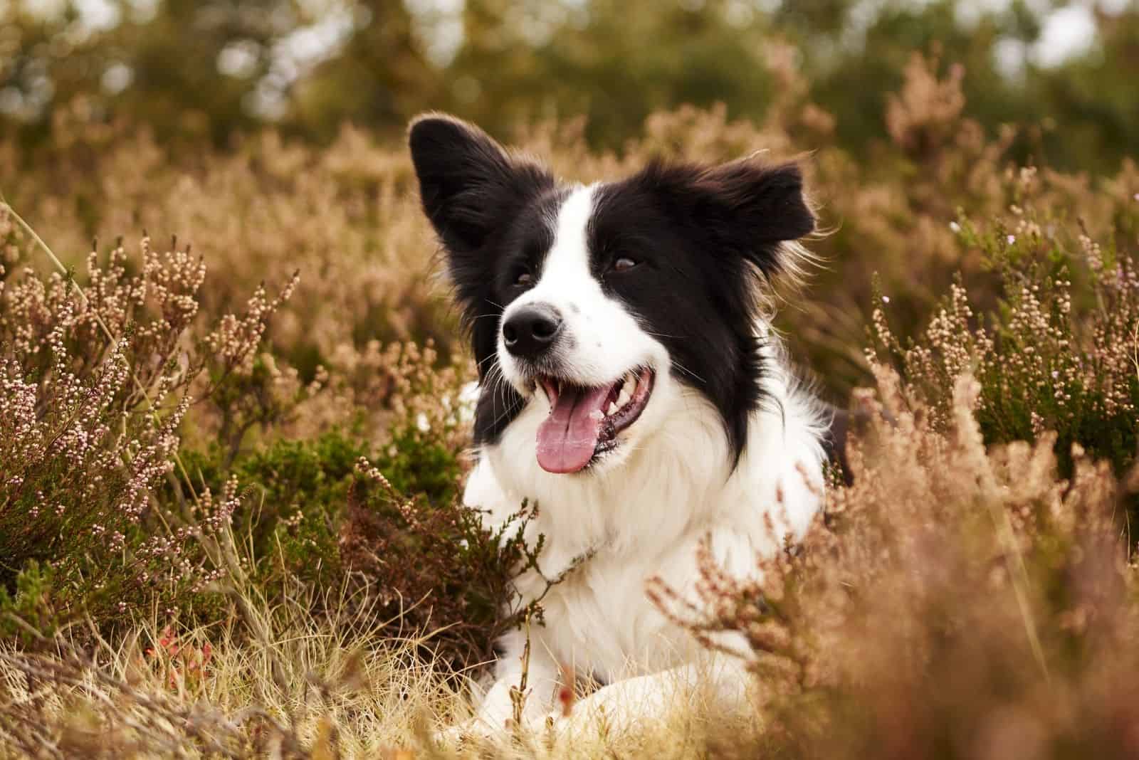 Border Collies lie in the dry grass