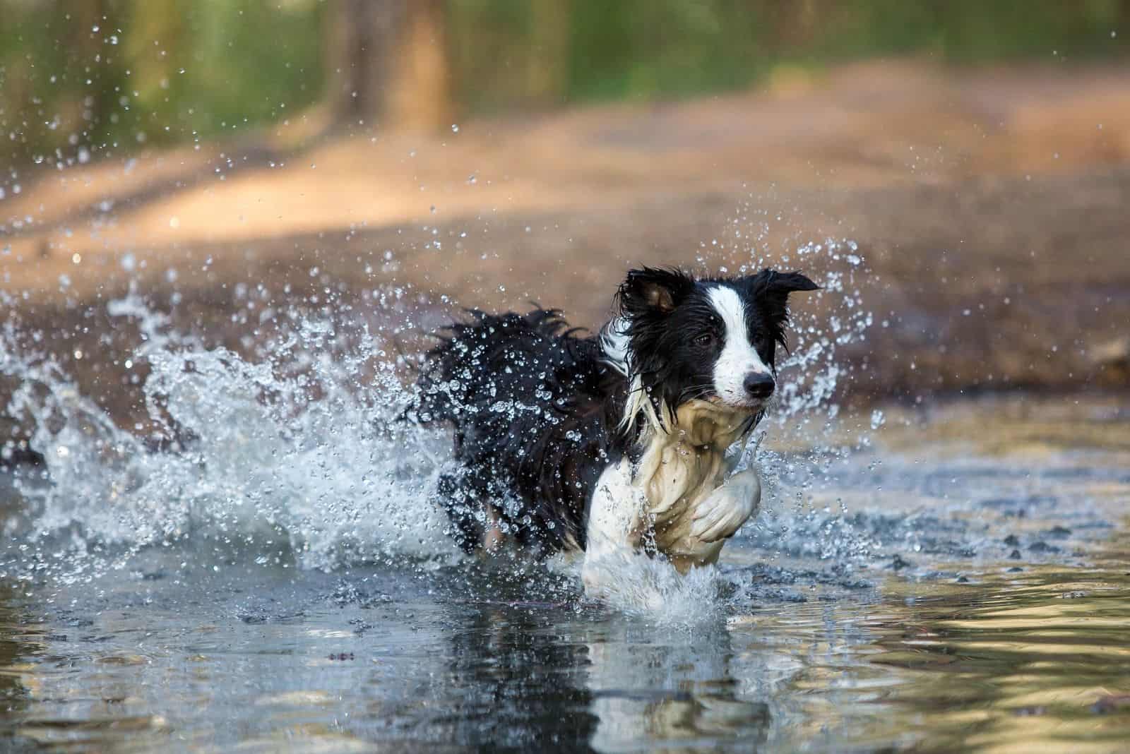 Border collie runs on water