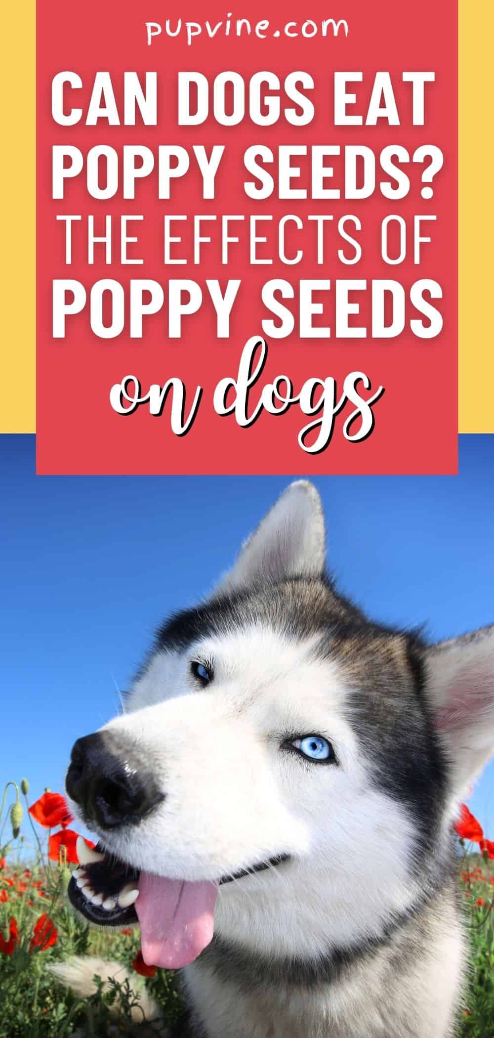 Can Dogs Eat Poppy Seeds? The Effects Of Poppy Seeds On Dogs