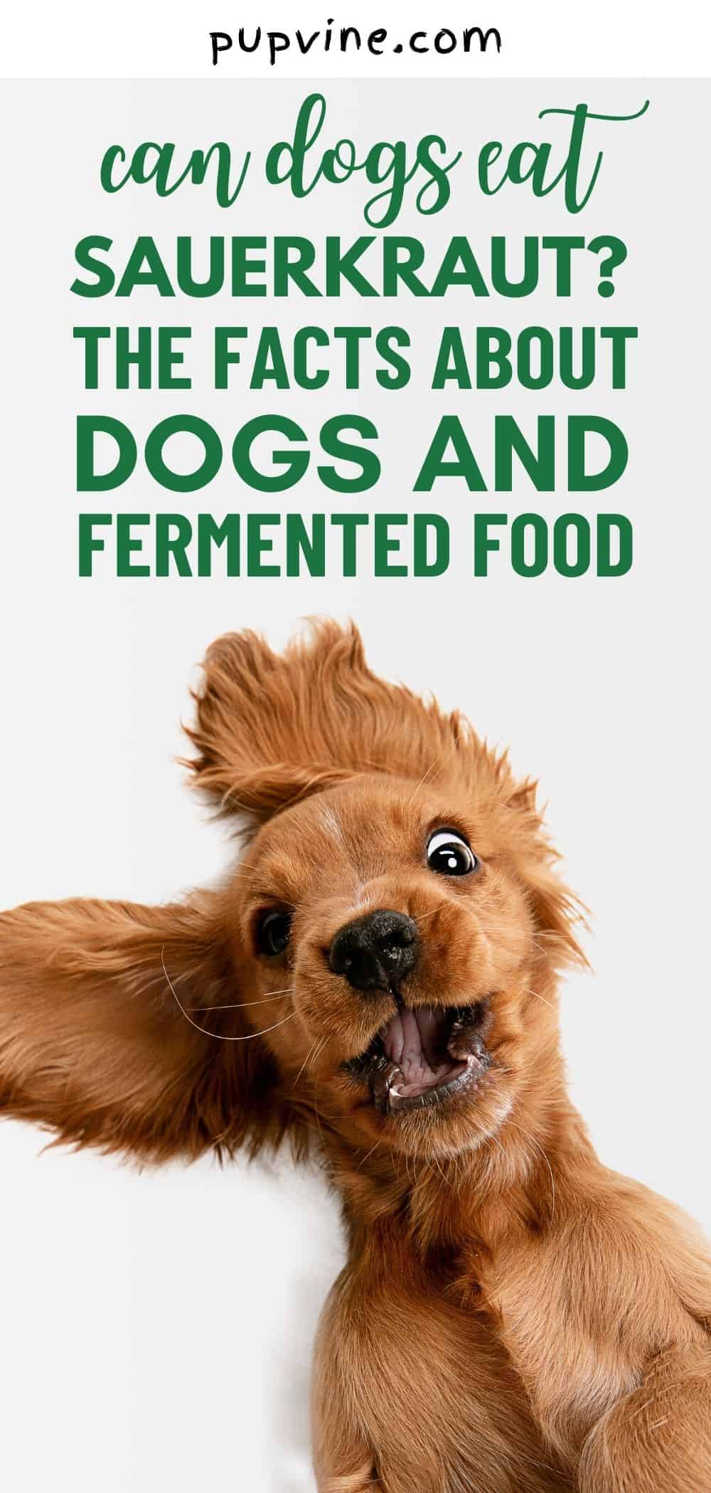 Can Dogs Eat Sauerkraut? The Facts About Dogs And Fermented Food