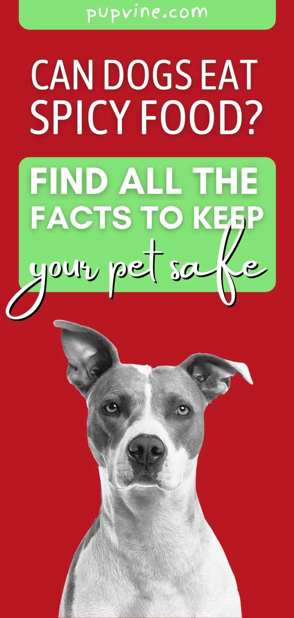 Is Spicy Bad For Dogs is-spicy-bad-for-dogs