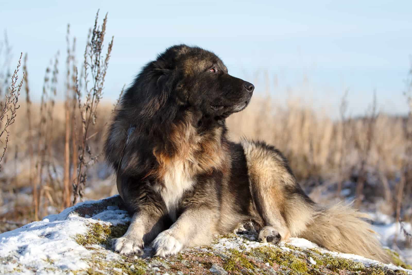 Caucasian Shepherd in autumn field