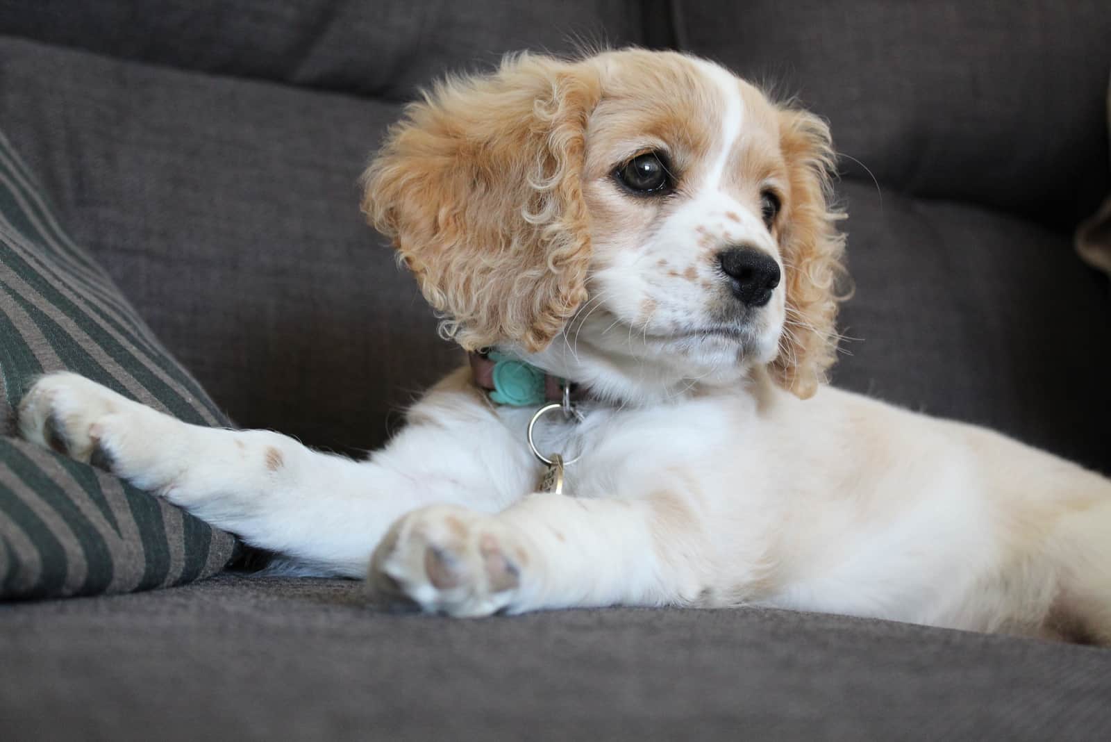 Cavapoo puppy is lying on the couch