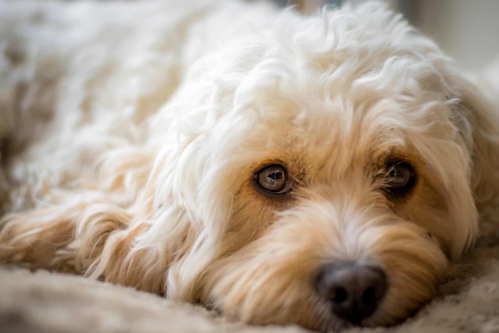 Cavapoo resting on bed