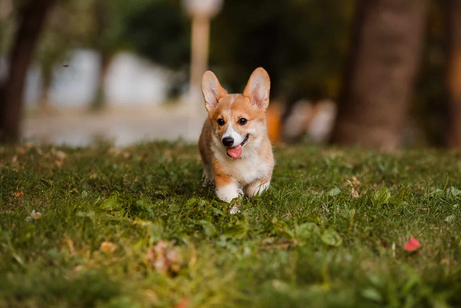 Corgi running through the grass in the Park