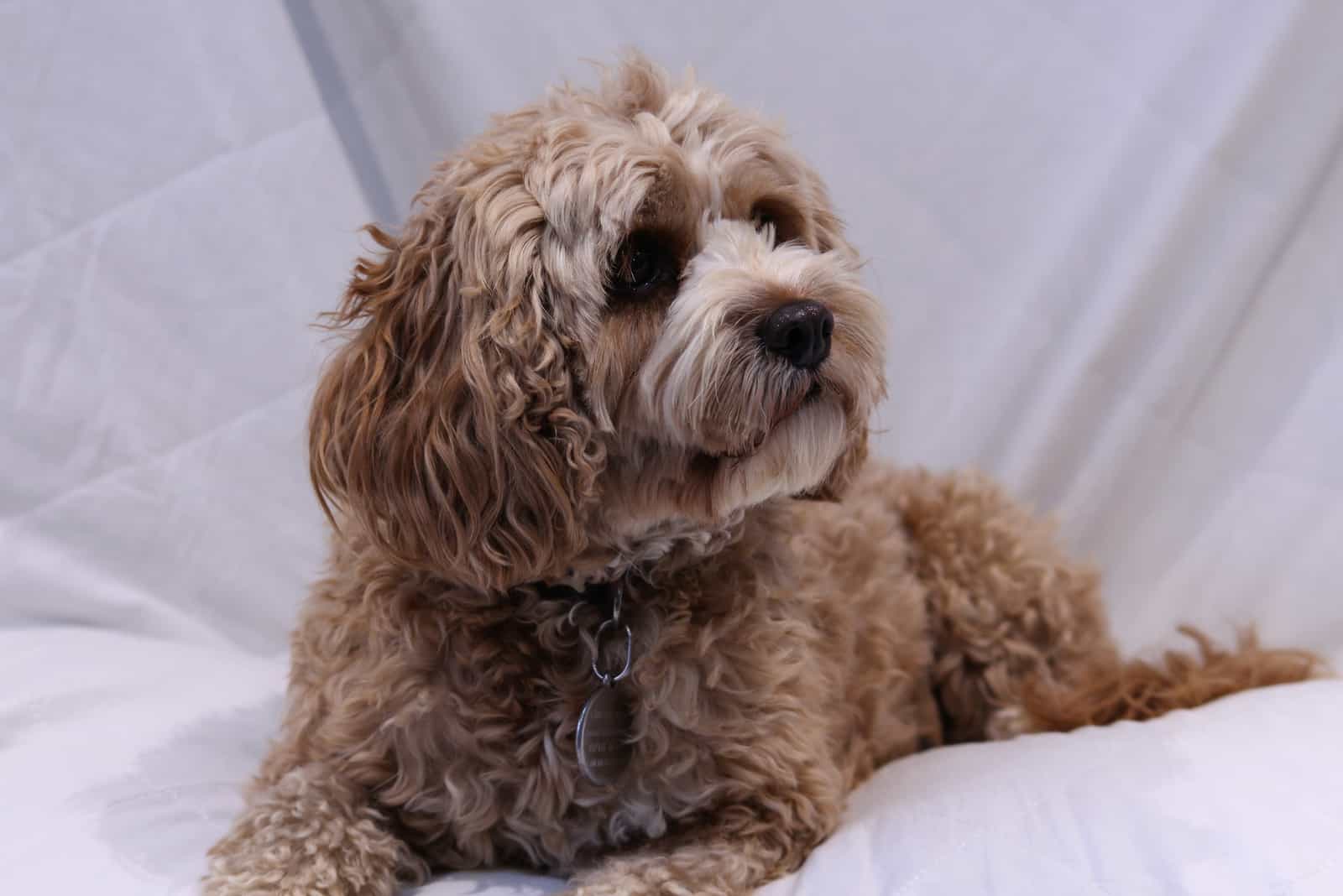 Cute cavapoo dog lying down against a white background