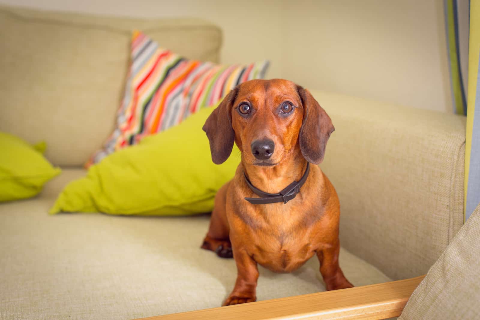 Dachshunds sits on the couch and looks ahead