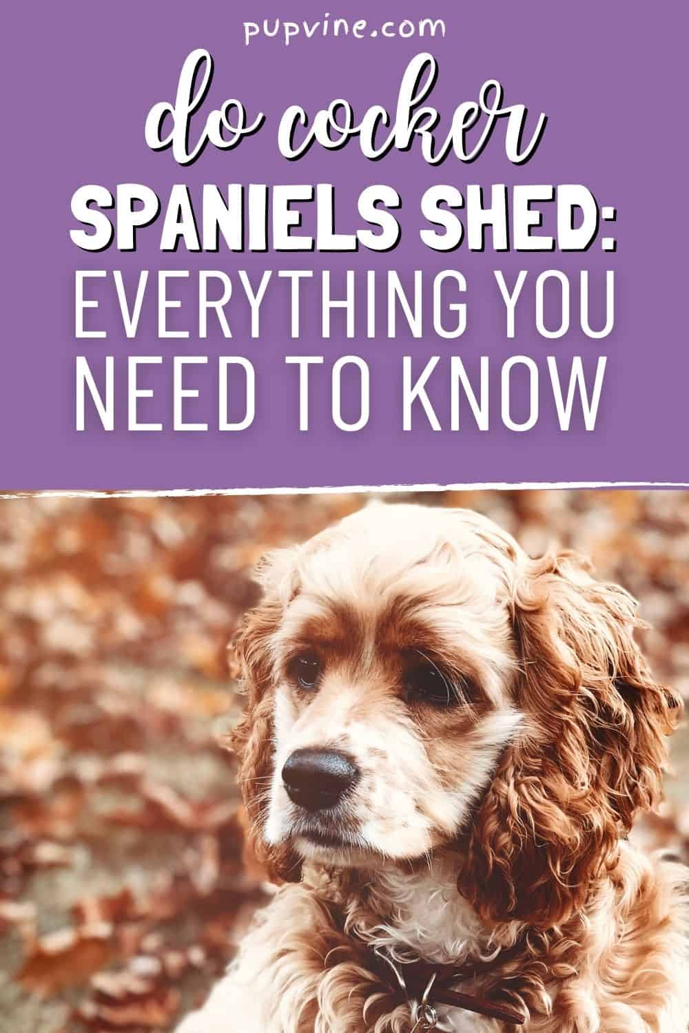 Do Cocker Spaniels Shed: Everything You Need to Know