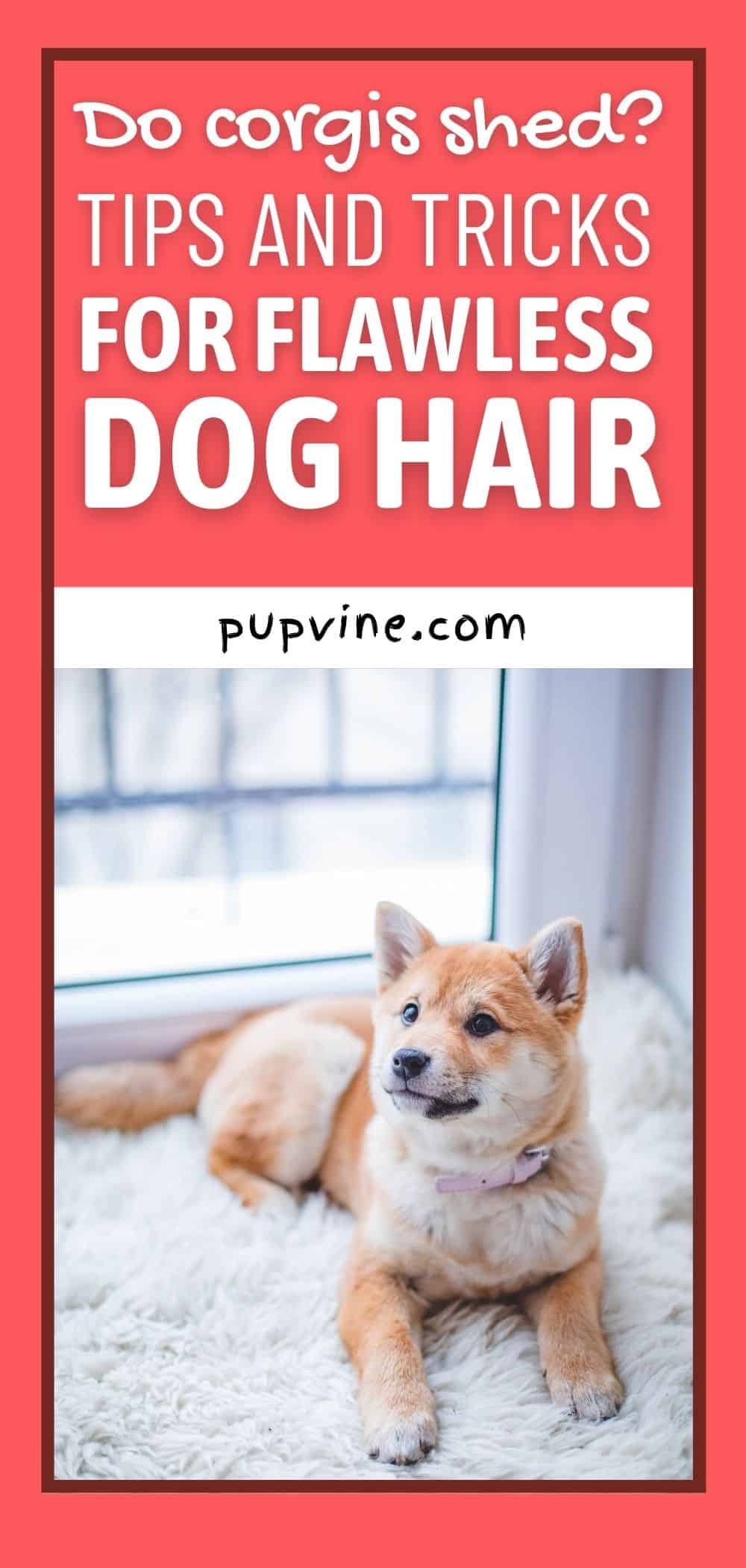 Do Corgis Shed? Tips And Tricks For Flawless Dog Hair