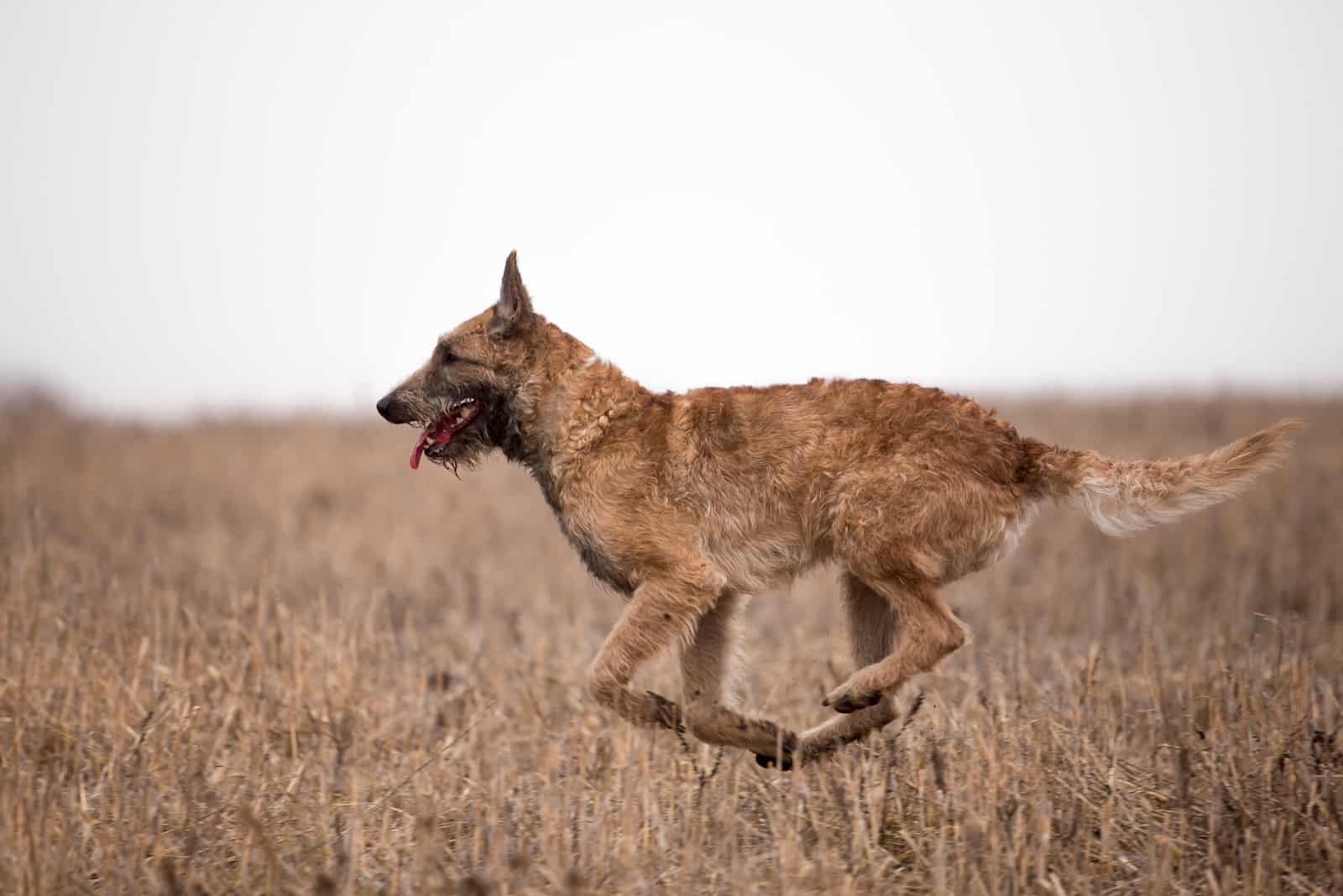 Dog breed Belgian Shepherd Lackenois running in the field