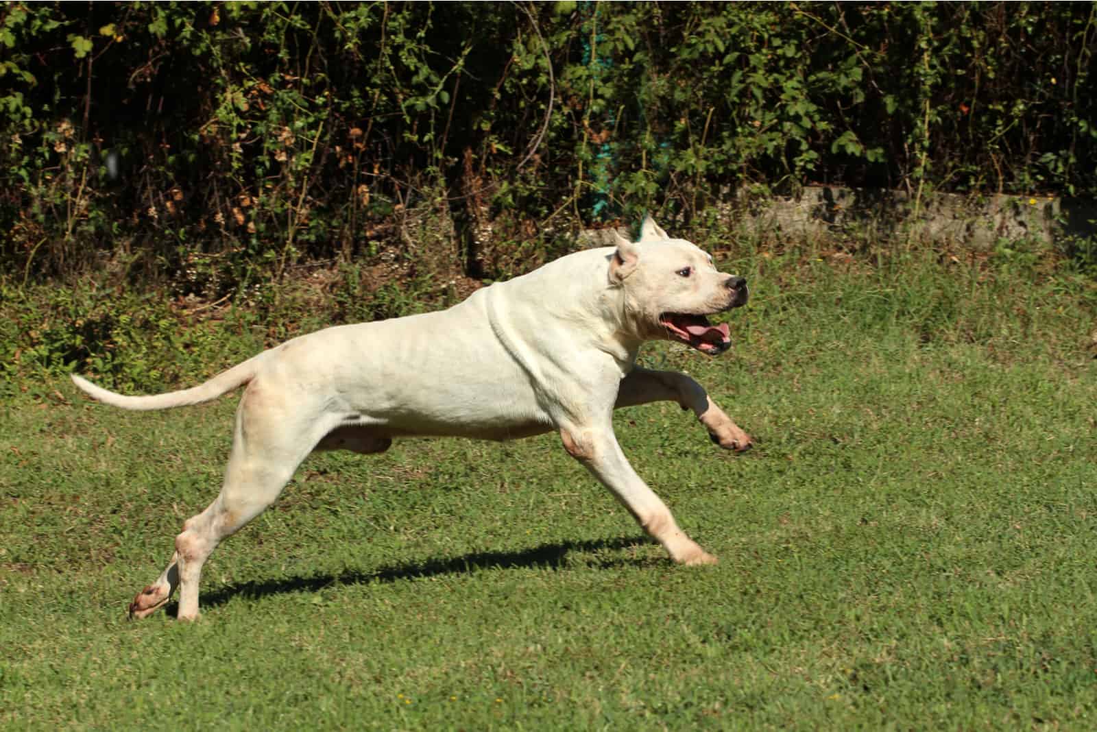 Dogo Argentina runs across the field