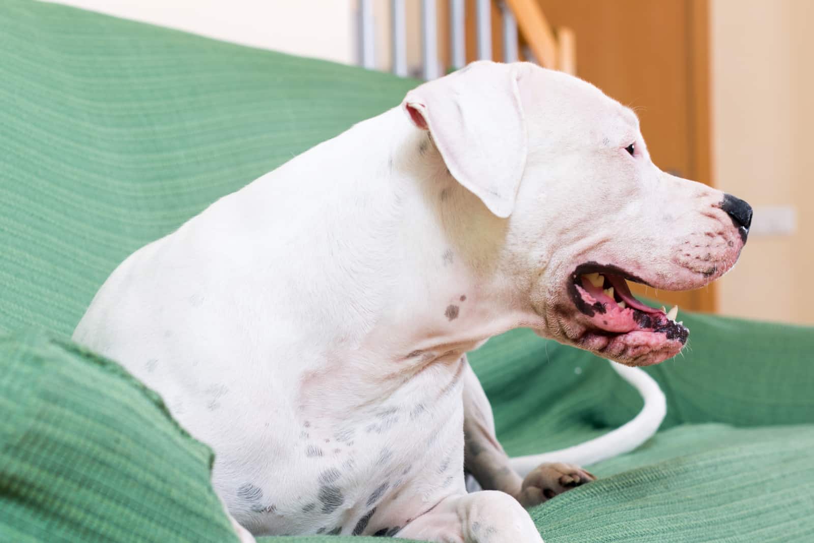 Dogo Argentino lies on the couch and rests