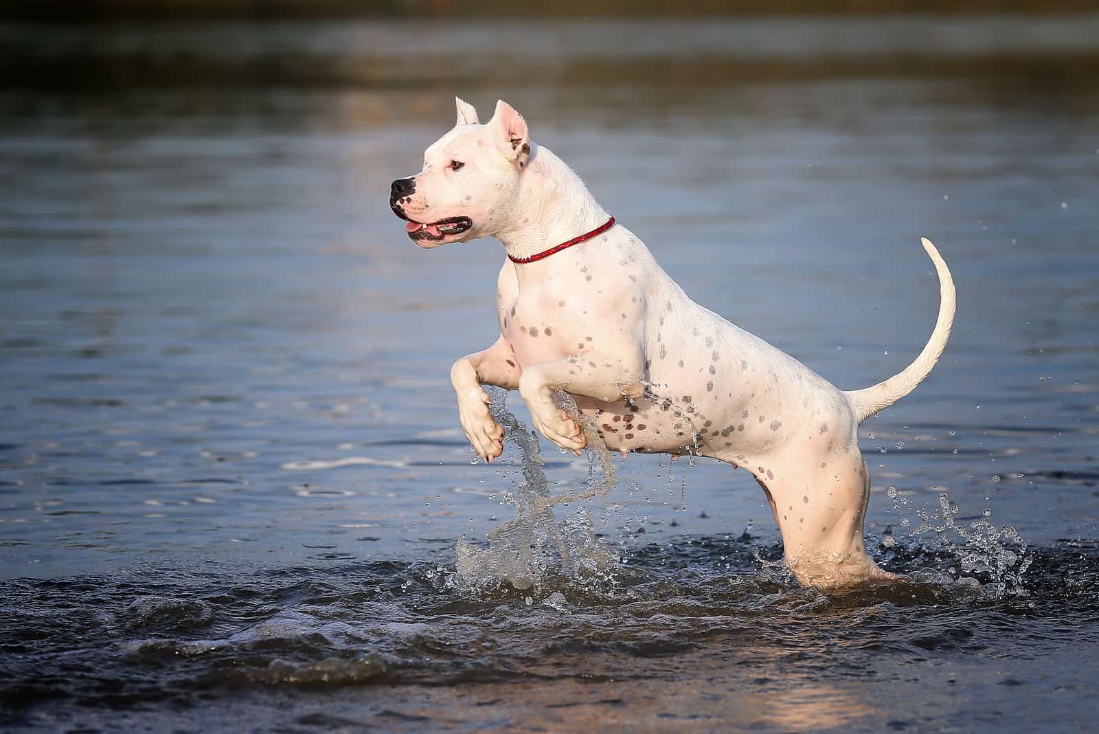 Dogo Argentino runs on water