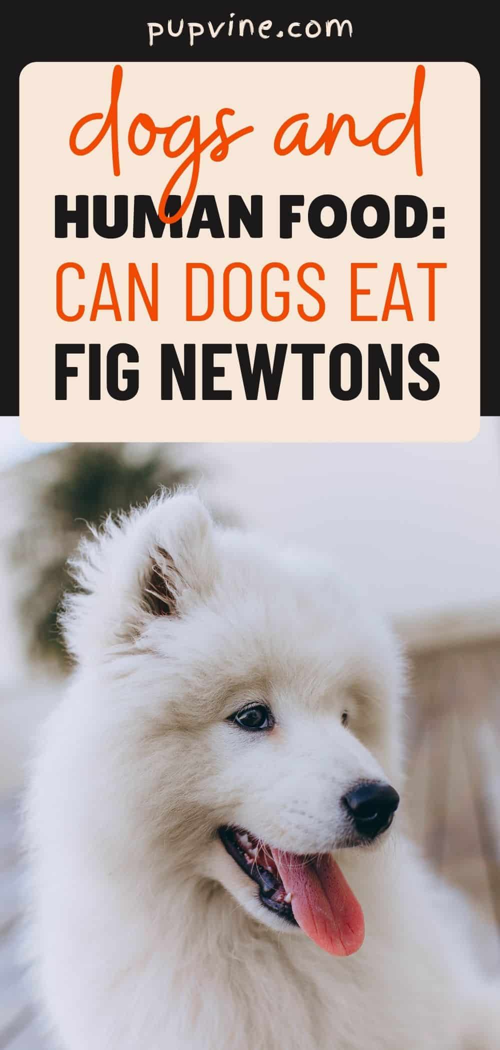Dogs And Human Food: Can Dogs Eat Fig Newtons