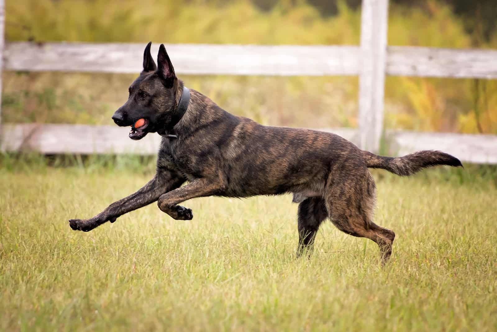 Dutch Shepherd running with a ball