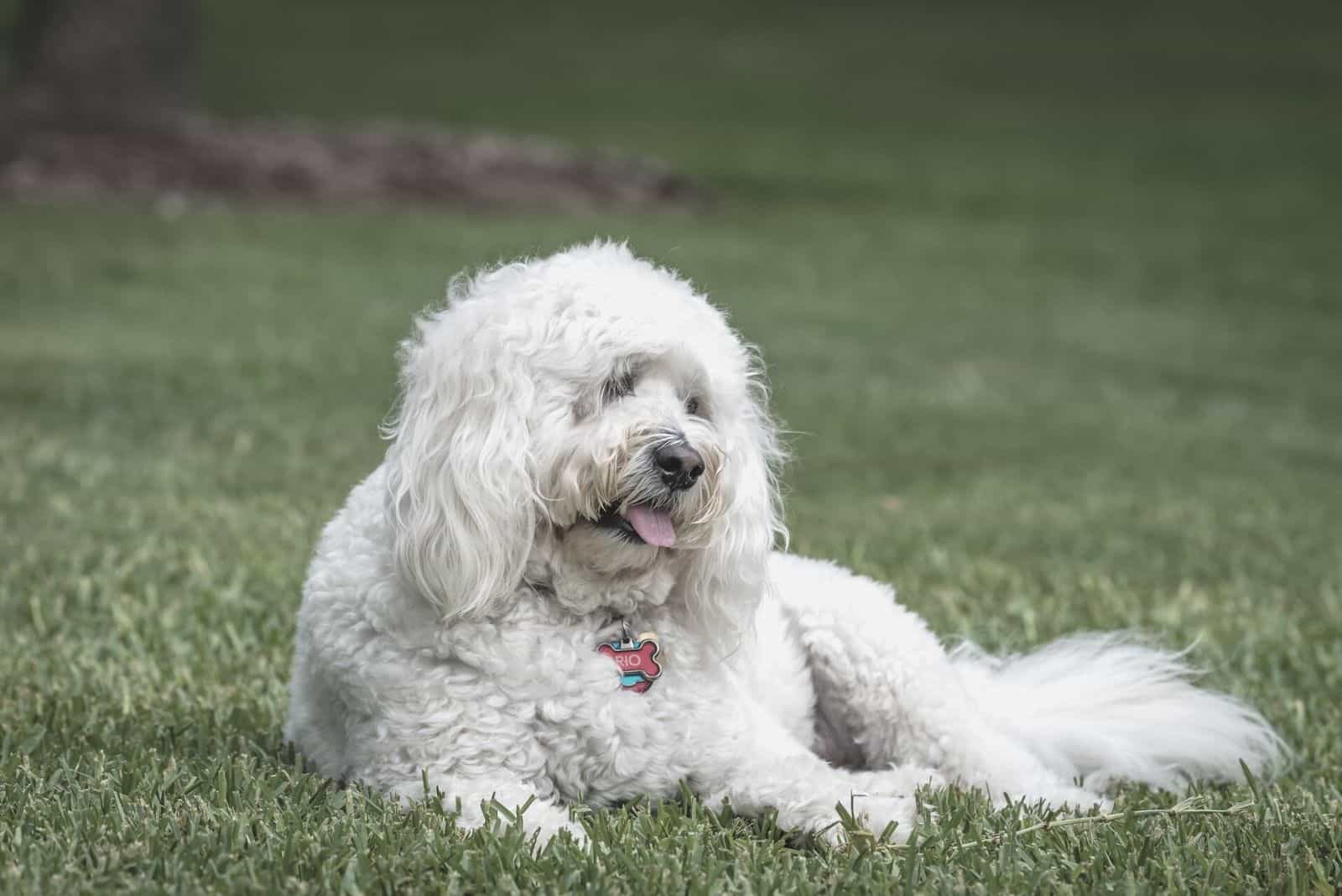 English Goldendoodle resting on the green grass outdoors