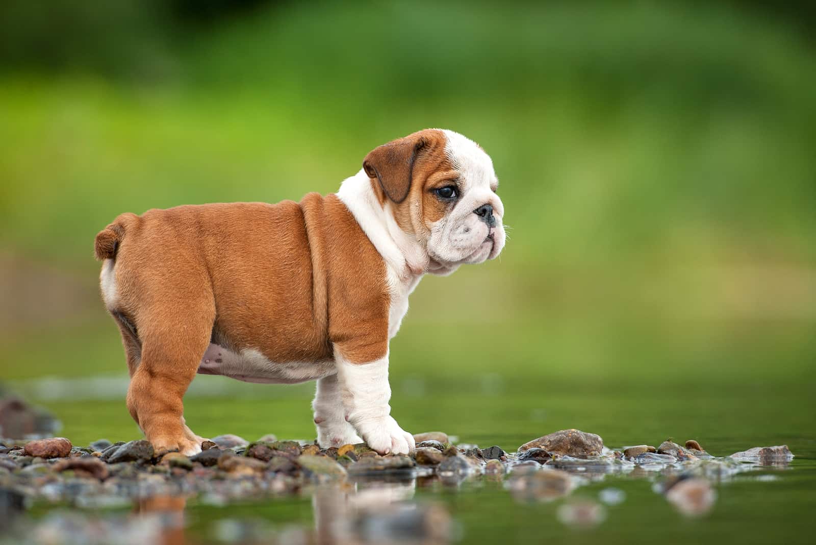 English bulldog puppy