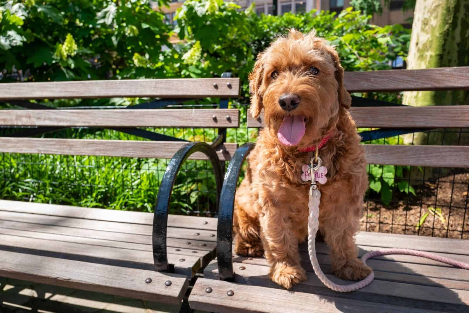 F1 Miniature Goldendoodle sitting on the bench outdoors with a leash around its neck