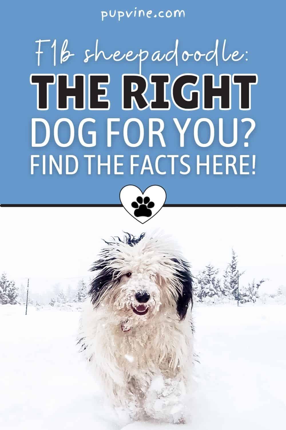 F1b Sheepadoodle: The Right Dog For You? Find The Facts Here!