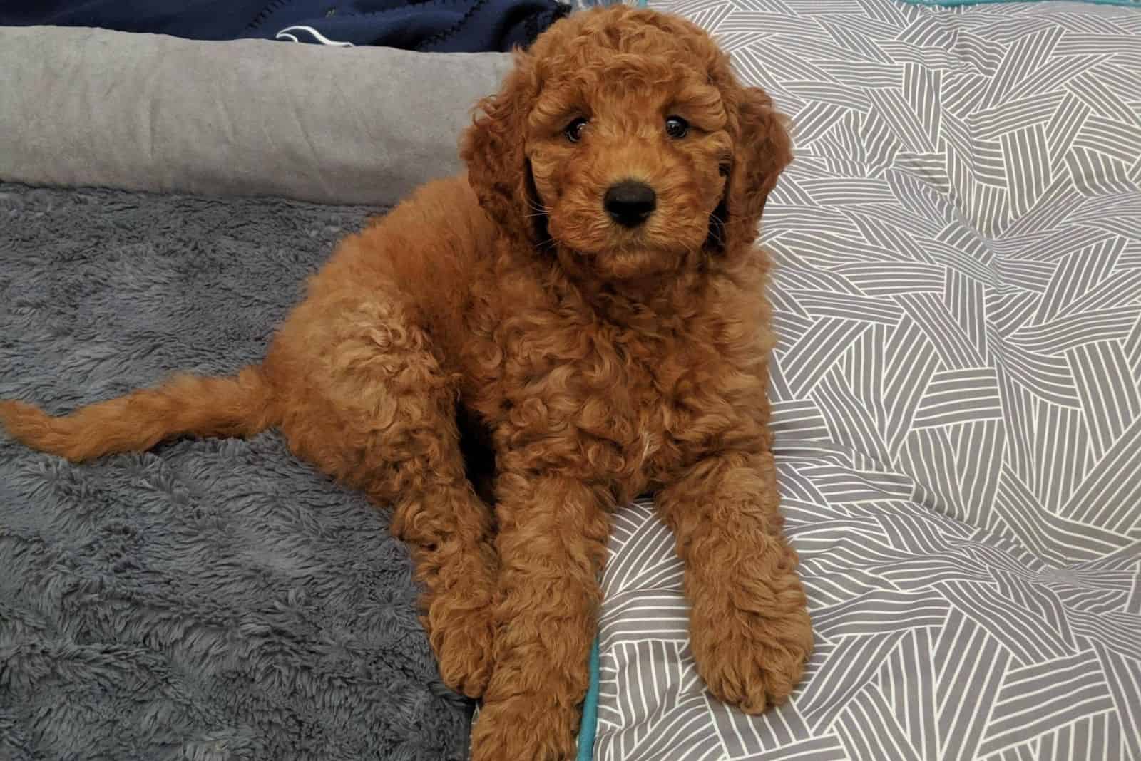 The F2B Goldendoodle: Getting To Know This Teddy Dog