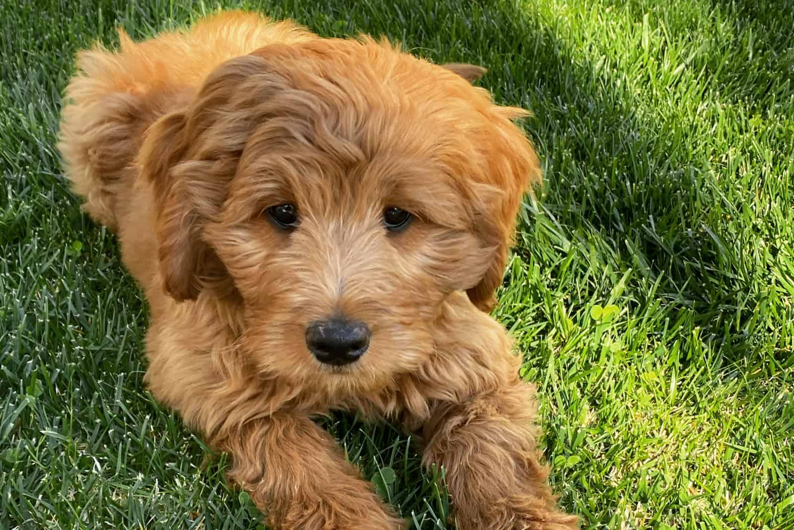 can you breed an f2b goldendoodle